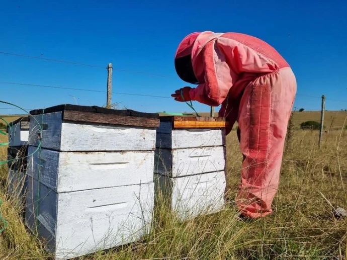 Apicultor trabajando en un panal
